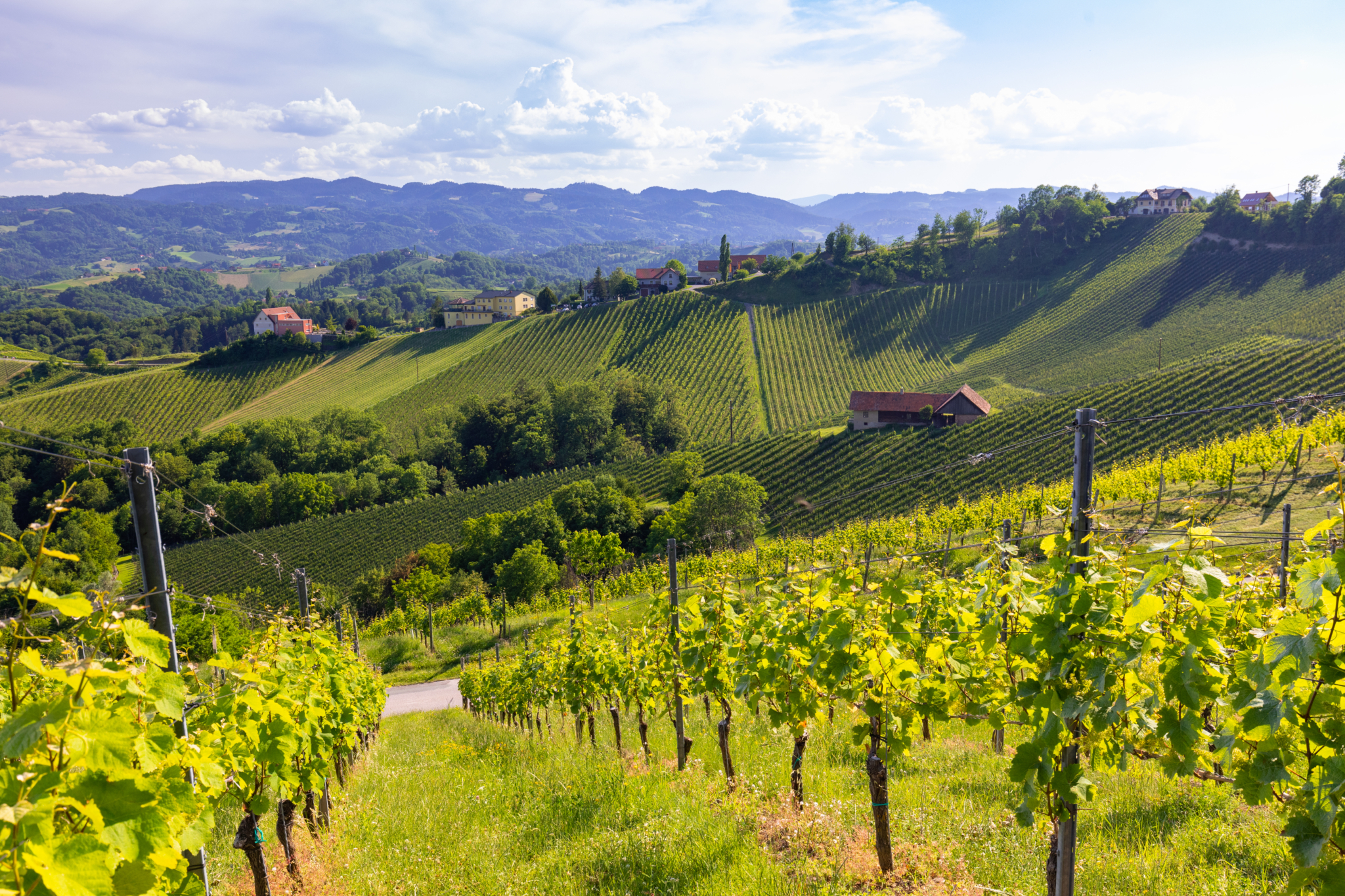 Weingärten in saftigem Grün in der Südsteiermark