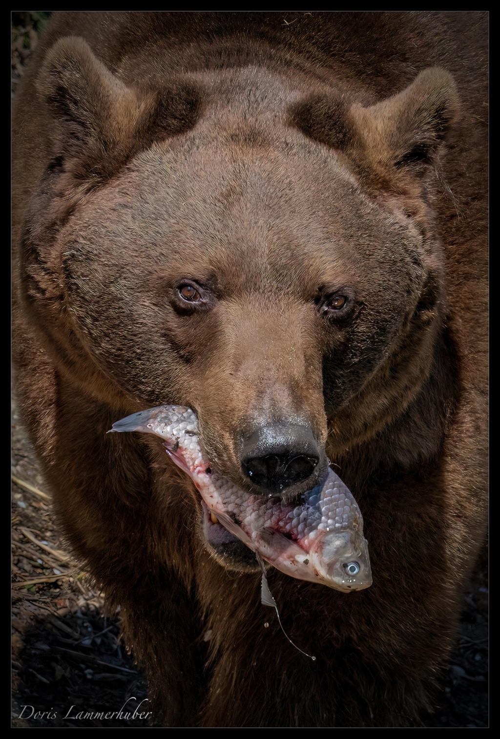Ein Bär mit einem Fisch im Maul
