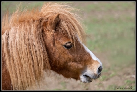 Ein Pony in der Nahaufnahme