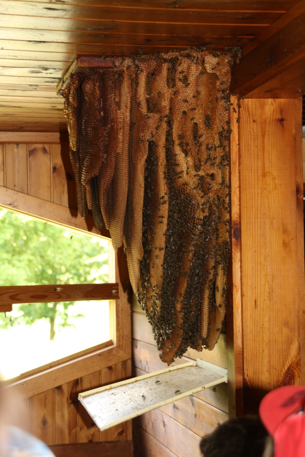 Ein Bienenstock, der von einer Decke hängt