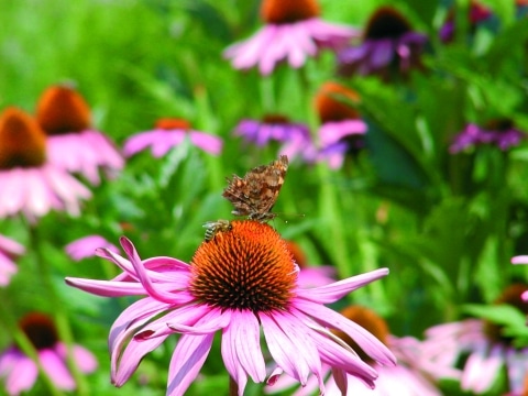 Ein Schmetterling der auf einer Sonnenhut-Blüte sitzt