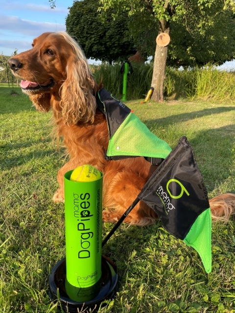 Ein Hund bereit für das Training am Parcours