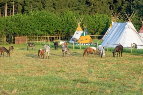 Eine Herde mit Indianerpferden im Hintergrund Tipis