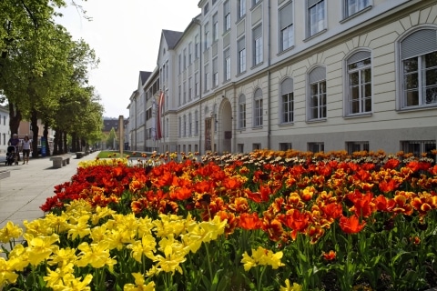 Rote und gelbe Tulpen vor einem historischen Gebäude in Weiz
