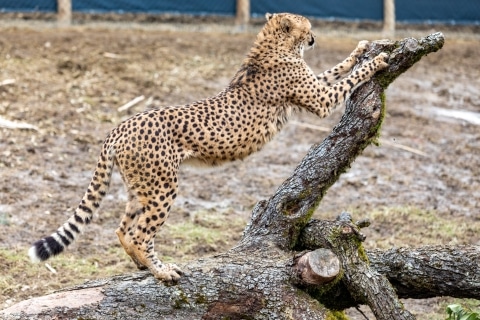 Gepard kratzt sich an Baumstamm