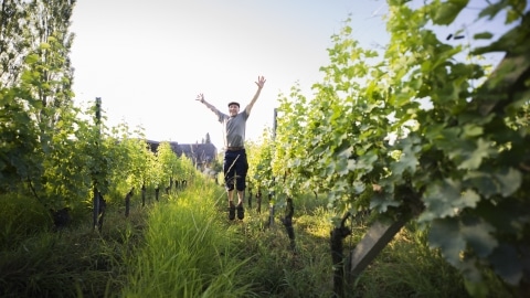 Ein Mann der in einem Weingarten in die Luft springt