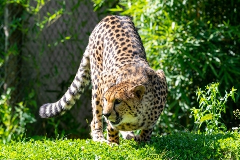 Gepard auf der Wiese vor Gebüsch
