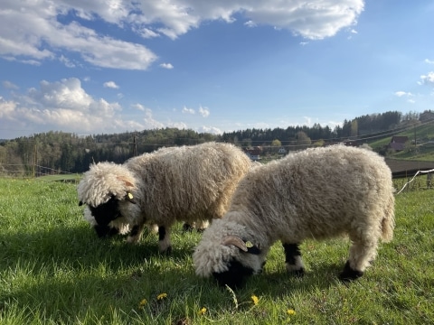 Zottelige Schafe auf der Weide