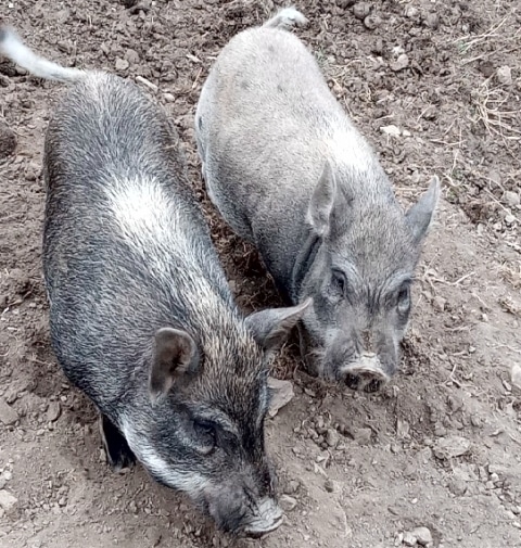 Mini Schweine