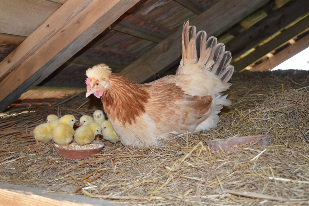Eine Henne mit Küken im Hühnerstall