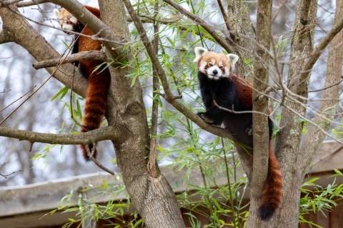 Zwei Rote Panda sitzen auf einem Baum