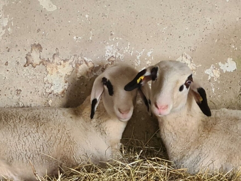 Zwei Schafe die im Heu liegen
