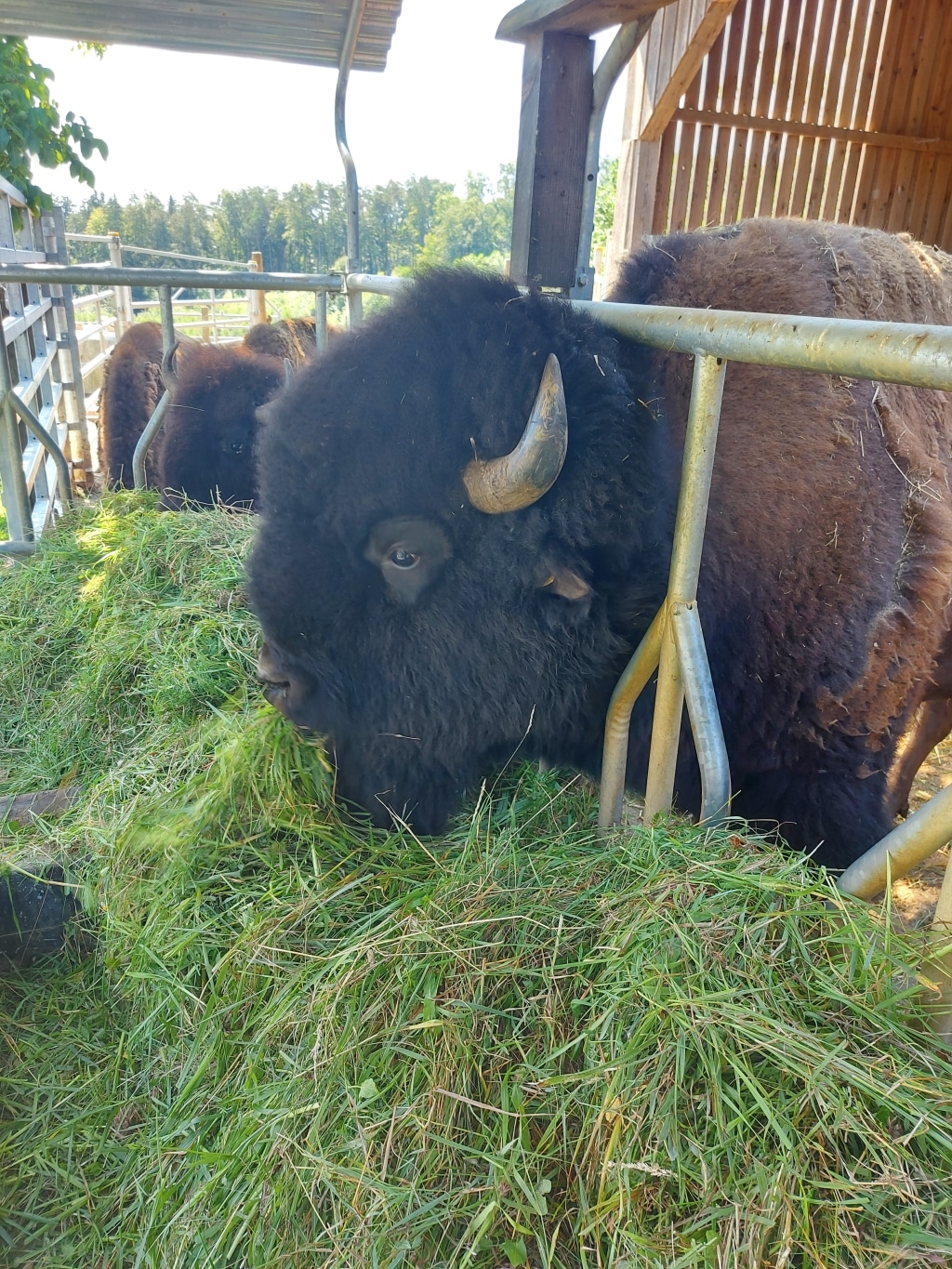 Ein Bison im Stall