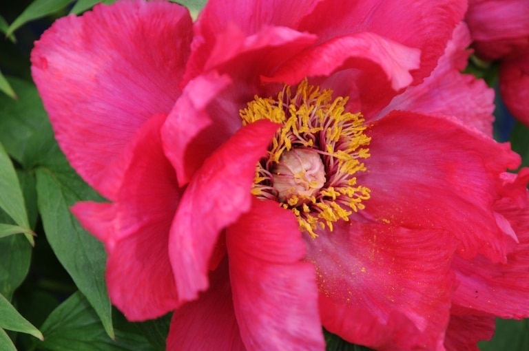 Eine rote Blumenblüte in der Nahaufnahme