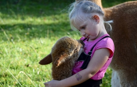 Ein Mädchen neben einem Alpaka