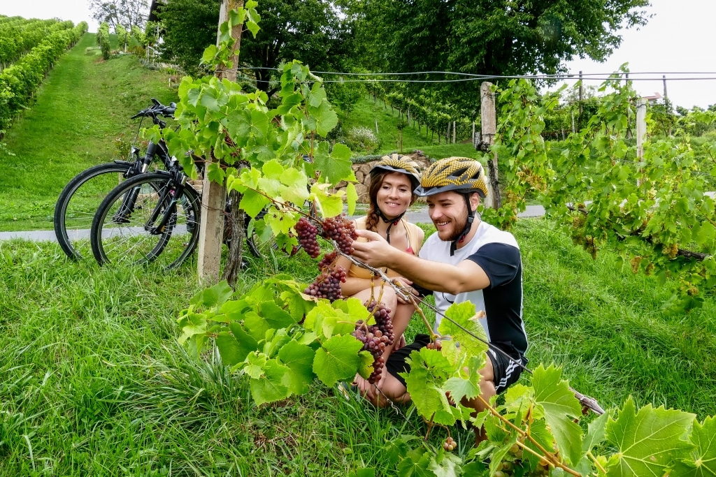 Mann und Frau kosten Weintrauben neben dem Rebstock