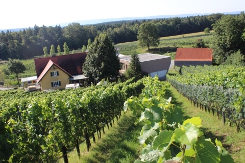 Blick von oben hinunter zum Weingut durch den Weingarten