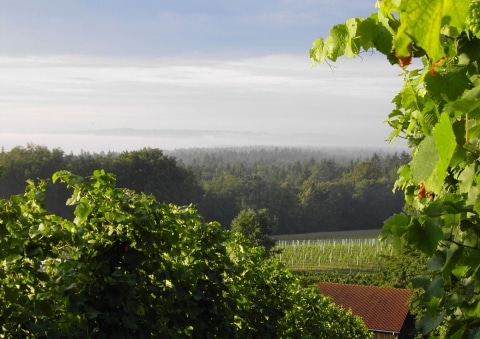 Blick über den Weingarten rund um das Weingut Ploder-Rosenberg