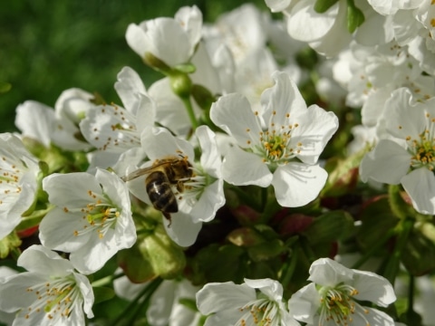 Eine Biene in einer Apfelblüte