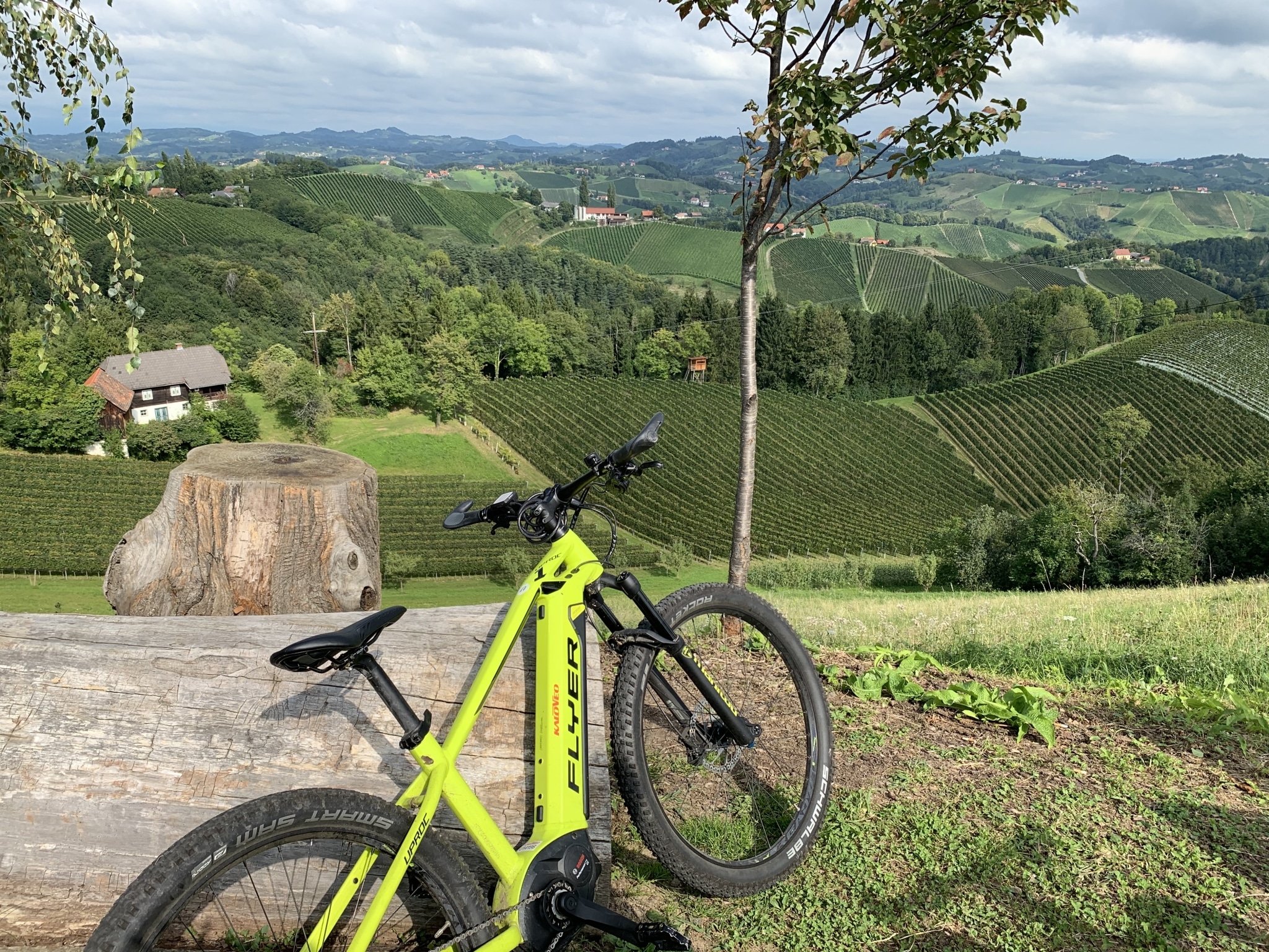 Farbenfrohes E-Bike lehnt an Baumstamm, im Hintergrund sind die Weinberge zu sehen