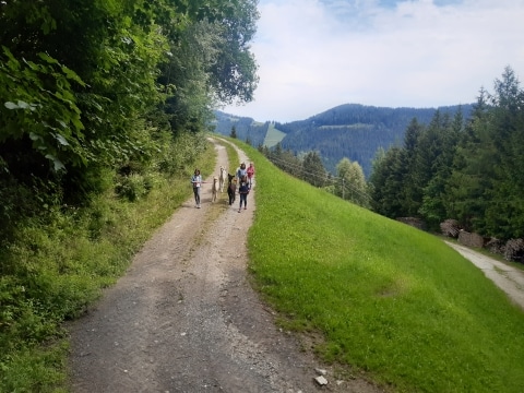 Eine Personengruppe beim Spaziergang mit Alpakas
