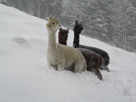 Alpakas im Schnee