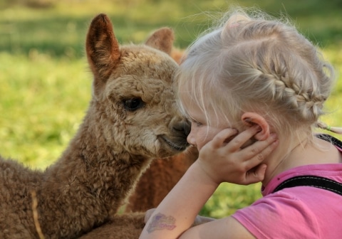 Ein Mädchen neben einem Baby-Alpaka