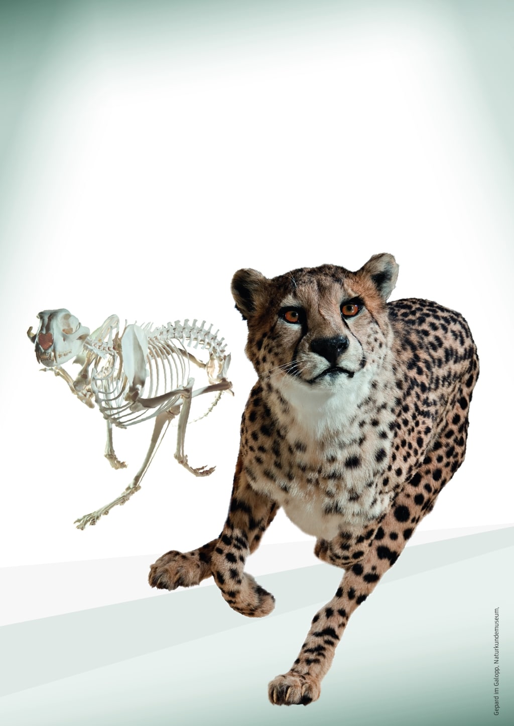 Darstellung eines Geparden im Galopp
