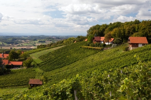 Die Weinberge am Ried Stradner Rosenberg des Weingut Frauwallner