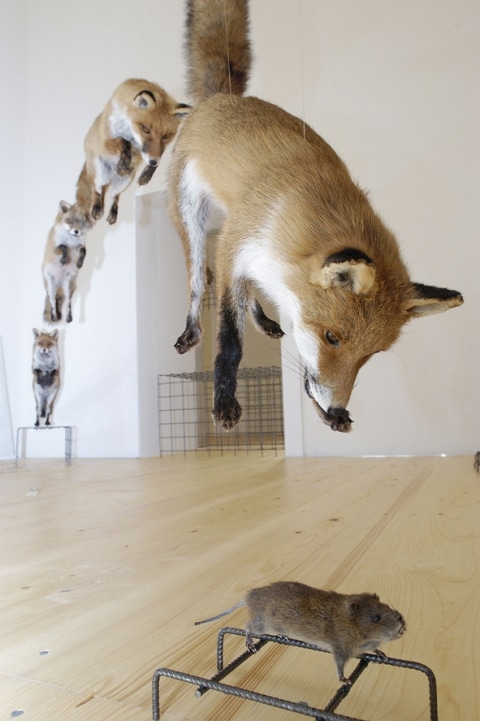 Darstellung eines Fuchses der ein Nagetier jagdt