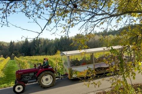 Roter Traktor zieht einen Anhänger voller Personen, im Hintergrund grüne Landschaft und Weinberge