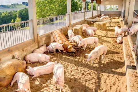 Ein Stall mit Schweinen und viel Sonnenlicht
