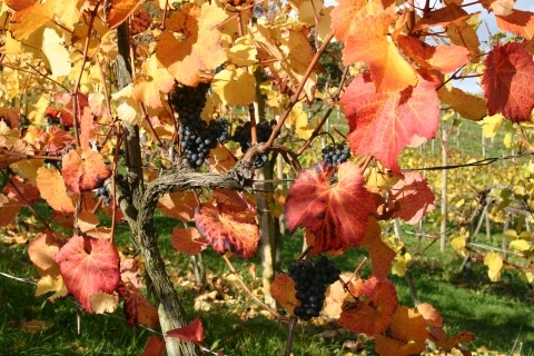 Bunt gefärbtes Weinlaub mit roten Trauben am Rebstock