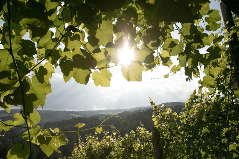 Blick in die Landschaft durch Weinblätter