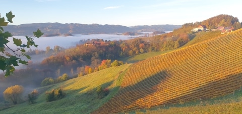 Weinberge im Herbst mit leichtem Nebel im Tal