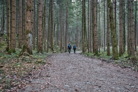 Zwei Personen die durch den Wald spazieren