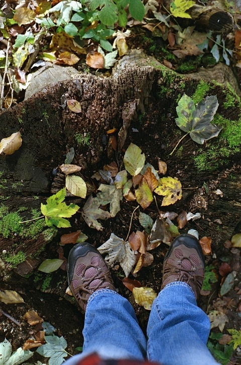 Aufnahme von zwei Beinen die im Wald stehen