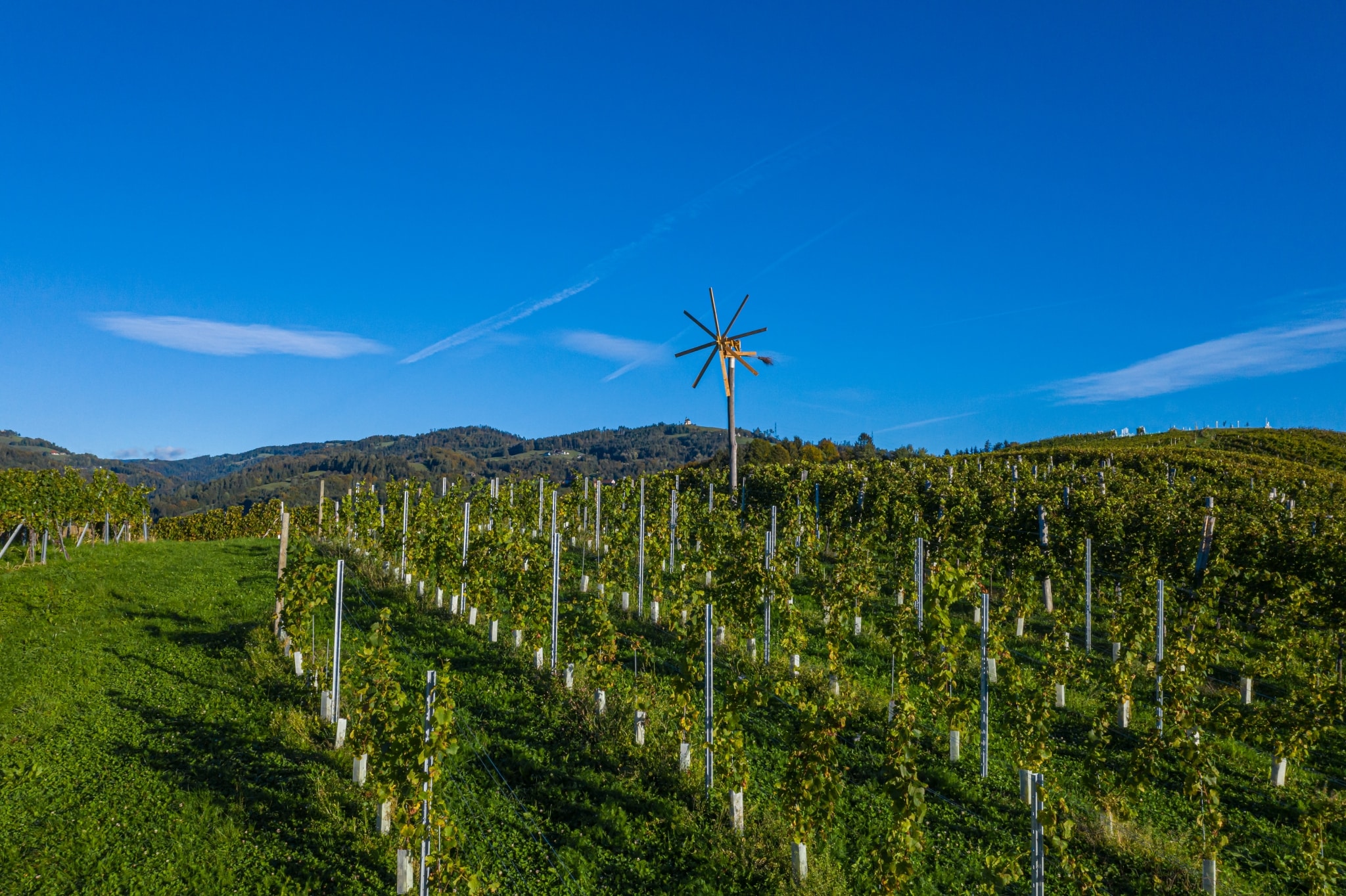 Ein Klapotetz im frühlingshaften südsteirischen Weingarten