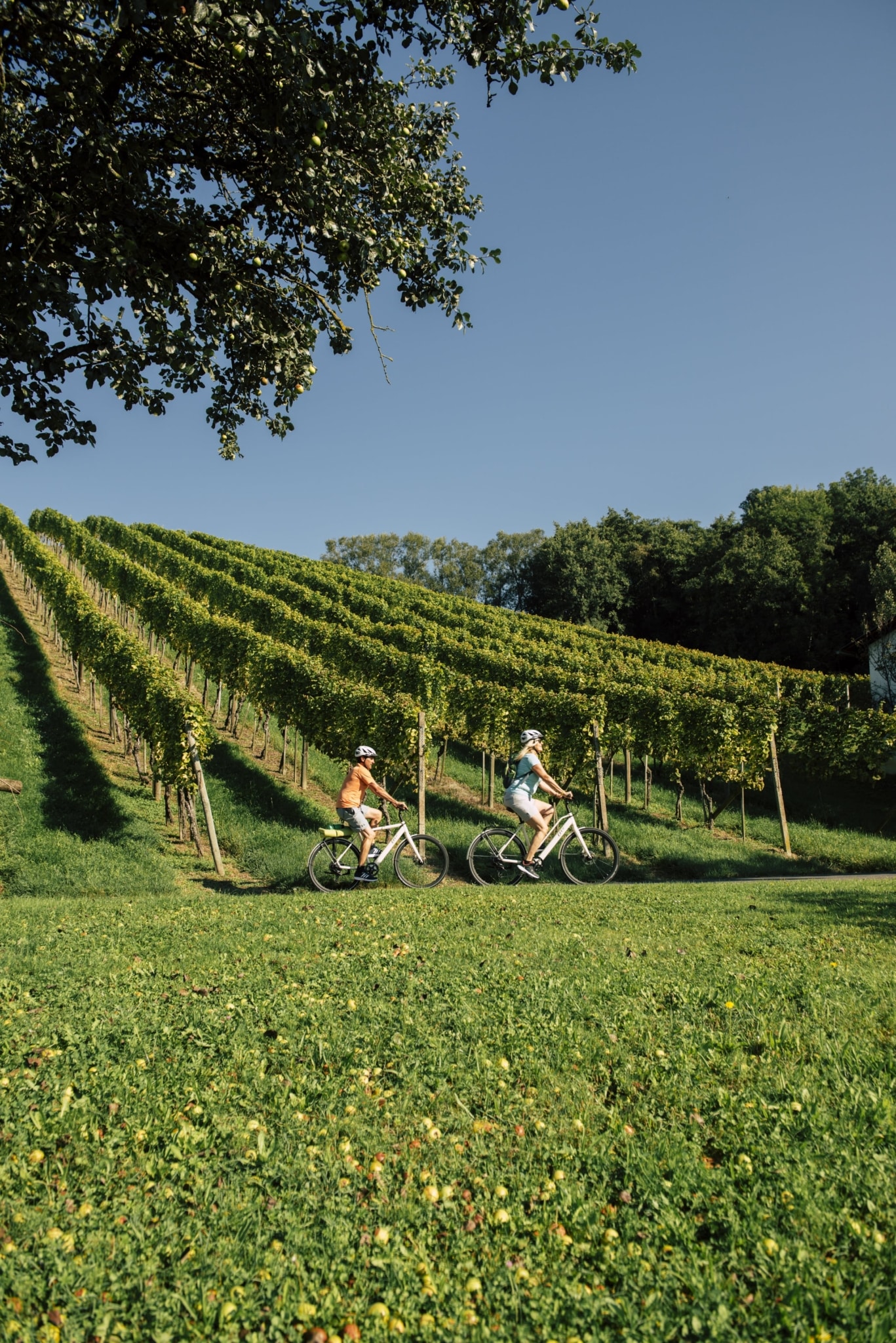 Radfahren entlang der Weingärten