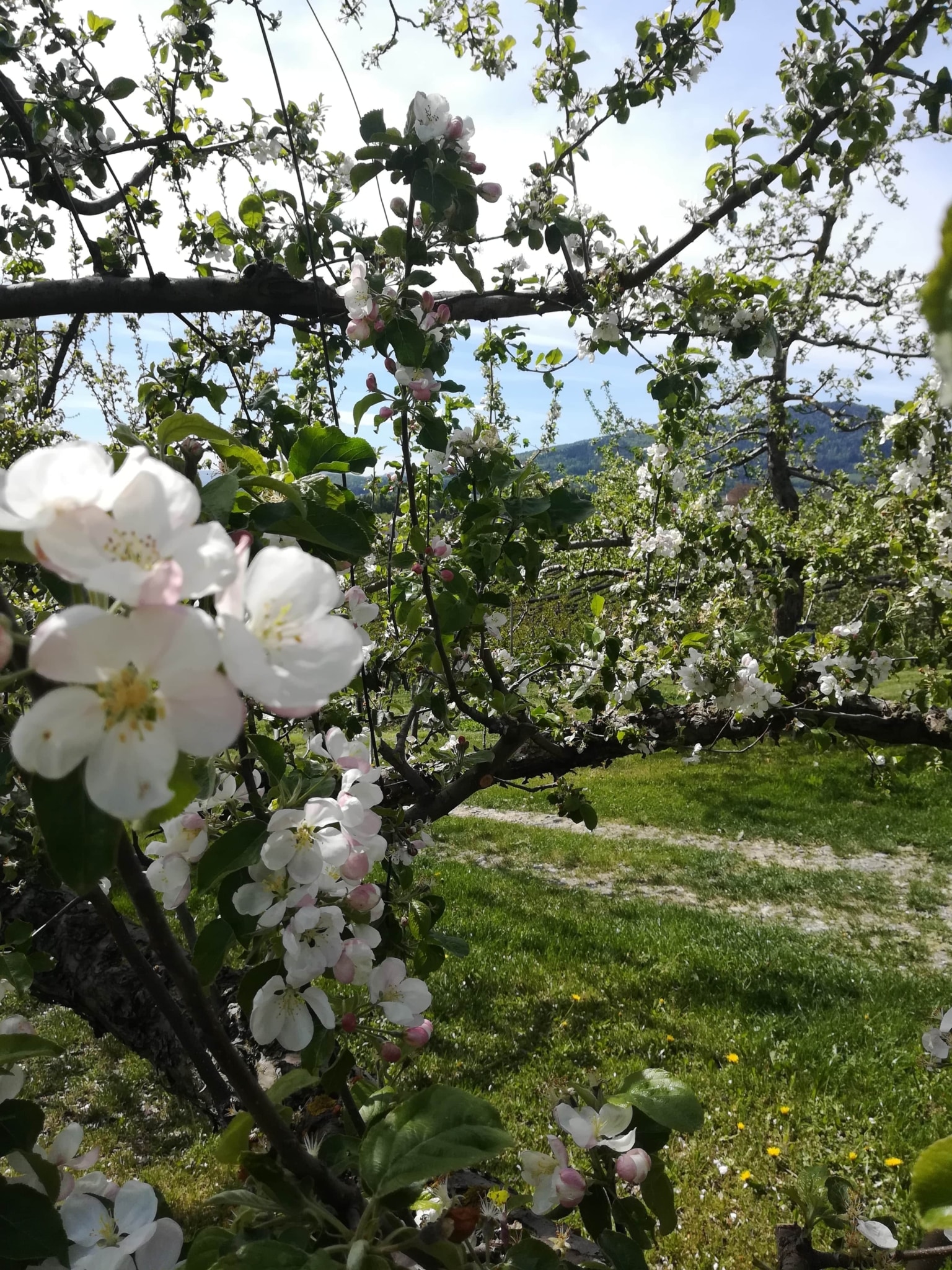Frühling im ApfelLand-Stubenbergsee