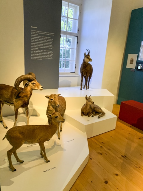 Darstellung von Gamswild im Jagdmuseum Stainz