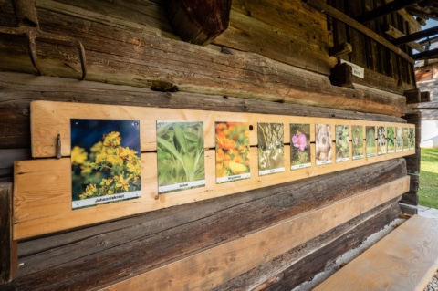Auf einem Holzbrett sind Bilder von verschiedenen Kräutern, Pflanzen und Blumen. Zum Beispiel Johanniskraut und Salbei.